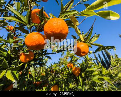 Regardez les fruits mandarin le jour du soleil, en gros plan. Soleil réfléchissant brillant sur la surface des fruits. Fond de nourriture naturelle avec espace de copie. Banque D'Images