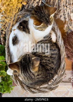 Vue de dessus sur deux jolis chats gris tabby dormant dans un panier dans le jardin. Carte de vœux des fêtes de printemps. Thème des animaux.symbole Yin Yang. Ensemble. Banque D'Images