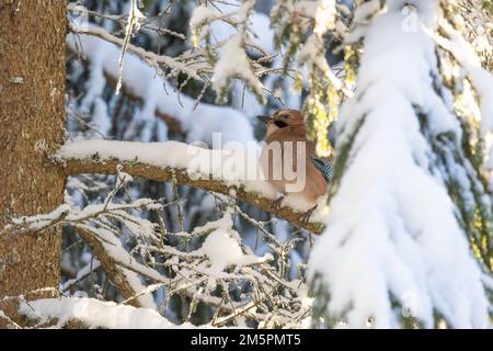 Gros plan du geai eurasien perché sur une branche enneigée de l'épinette lors d'une belle journée d'hiver dans une forêt boréale en Estonie, en Europe du Nord Banque D'Images