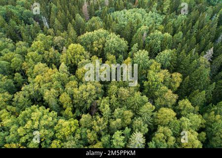 Antenne d'une forêt boréale mixte à la fin de l'été en Estonie, en Europe du Nord Banque D'Images