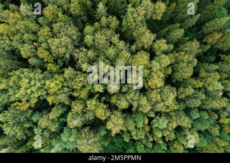 Antenne d'une forêt boréale mixte à la fin de l'été en Estonie, en Europe du Nord Banque D'Images