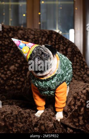 Un joli petit bonnet festif fête son premier anniversaire. Anniversaire de chiens, animaux domestiques. Banque D'Images