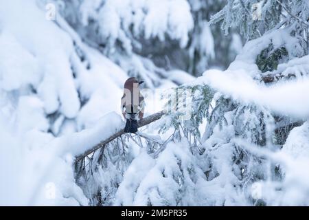 Un geai eurasien vigilant perché sur une branche enneigée et givrée de l'épinette lors d'une journée d'hiver froide en Estonie, en Europe du Nord Banque D'Images