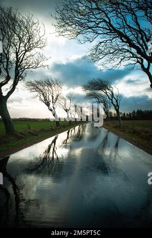 Route avec arbres dans un temps orageux avec pluie et vent, rue vide à Romo, Danemark en hiver, nuages sombres dramatiques Banque D'Images