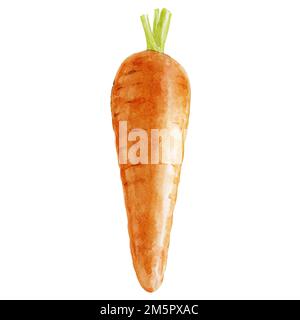 Illustration de l'aquarelle du Carrot biologique fermier Banque D'Images