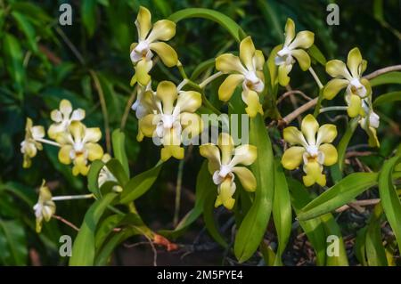 Gros plan sur les fleurs jaune et blanc vif de l'espèce épiphytique d'orchidées vanda denisoniana qui fleurit à l'extérieur sur fond naturel Banque D'Images
