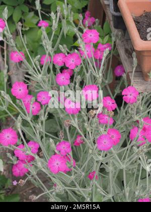 Gros plan de fleurs de Campion rose vif avec effet de flou artistique Banque D'Images