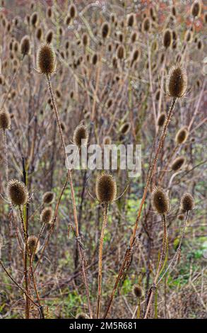 Thé d'hiver Dipsacus fullonum 800 Bois Madingley Cambridge Banque D'Images