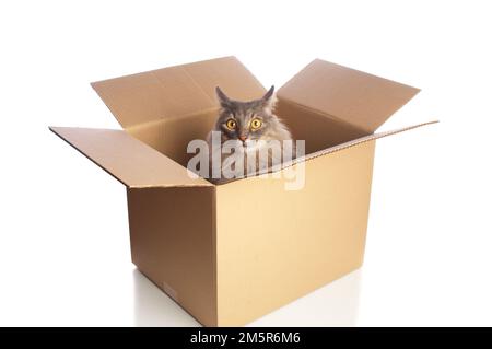 Chat gris en carton Banque D'Images