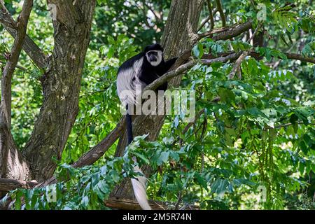 Muenster, Allemagne - 07 30 2022: Singe colobus noir et blanc assis haut dans un arbre dans son enceinte vivant en captivité Banque D'Images