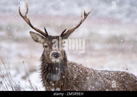 Cerf rouge dans la neige d'hiver à Glen COE, Scottish Highlands, Écosse, Royaume-Uni Banque D'Images