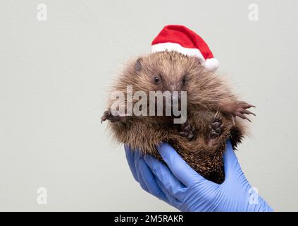 Hérisson de Noël traité cette année par un personnel dévoué à l'hôpital de Tiggywinkles à Buckinghamshire Banque D'Images
