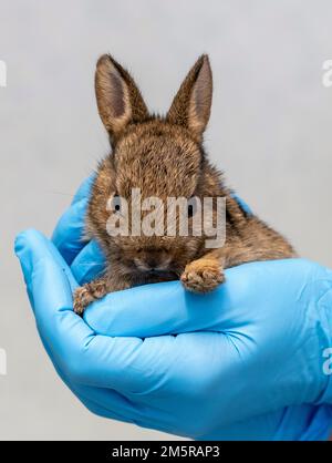 Cette année, Bunny a été traitée par un personnel dévoué de l'hôpital de Tiggywinkles à Buckinghamshire Banque D'Images