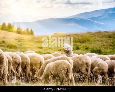 Un troupeau de moutons paître. Paysage rural de montagne avec des moutons sur un pâturage dans les Carpates, Roumanie. Banque D'Images