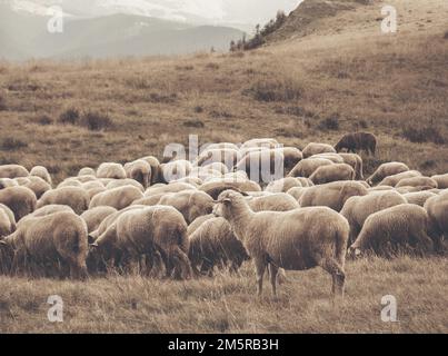 Un troupeau de moutons paître. Paysage rural de montagne avec des moutons sur un pâturage dans les Carpates, Roumanie. Banque D'Images