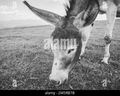 Âne sur les prairies manger de l'herbe ou le pâturage. Âne dans les montagnes Piatra Mare (Big Rock). Photographie en noir et blanc Banque D'Images