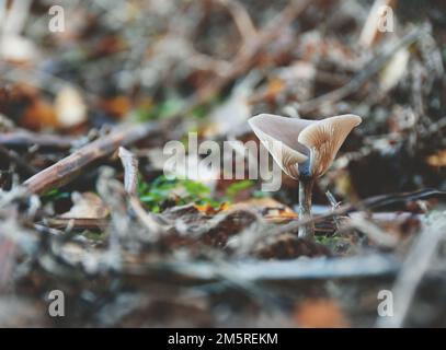 Gros plan d'un entonnoir commun (Infundibulicybe gibba) dans la forêt Banque D'Images