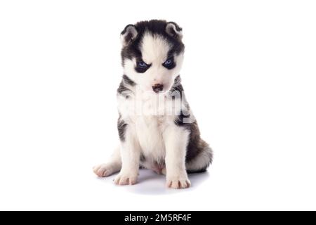 Chiot Husky de Sibérie puré avec yeux bleus isolés sur fond blanc Banque D'Images