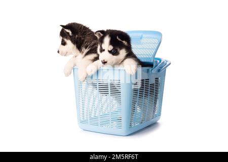 Chiot Husky de Sibérie de race pure dans une mallette de transport bleue pour les animaux Banque D'Images