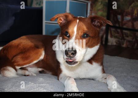 Lumière du soleil qui brille à travers la fenêtre vers le bas sur la fourrure des chiens Banque D'Images