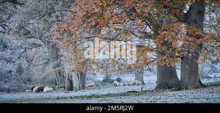 Moutons se nourrissant dans un pré par une journée froide sous des chênes en automne Banque D'Images