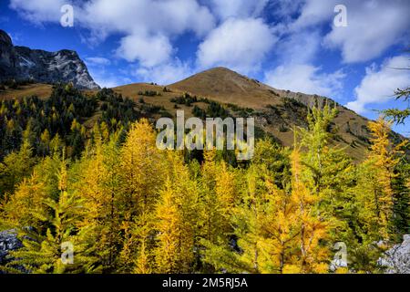 Automne de Pocaterra Ridge Banque D'Images