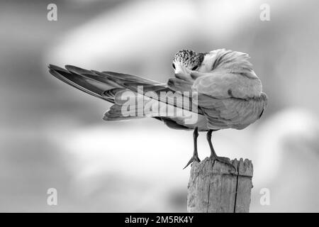 Petit oiseau (élagage de lanternes) sur la branche, prise de vue en niveaux de gris Banque D'Images