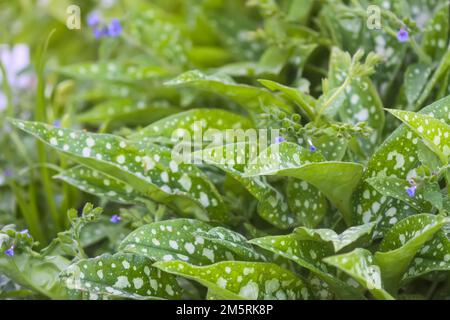 Pulmonaria saccharata plante dans le jardin de printemps Banque D'Images