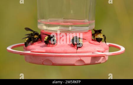 Bumble abeilles obtenir le nectar d'un nourrisseur d'oiseau-mouches pendant une sécheresse Banque D'Images