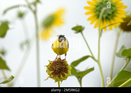 Mâle américain Goldfinch sur un tournesol sauvage, en mangeant des graines; avec des tournesols fleuris sur le fond Banque D'Images