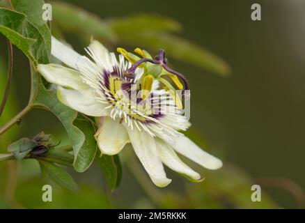 Gros plan d'une fleur de passion blanche et bordeaux Banque D'Images