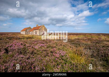 Heather à la maison de tir sur High Moor, Egton, North York Moors Banque D'Images