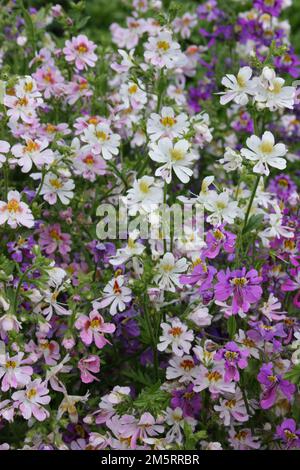 Fleur de papillon (Schizanthus wisetonensis) dans le jardin. Banque D'Images