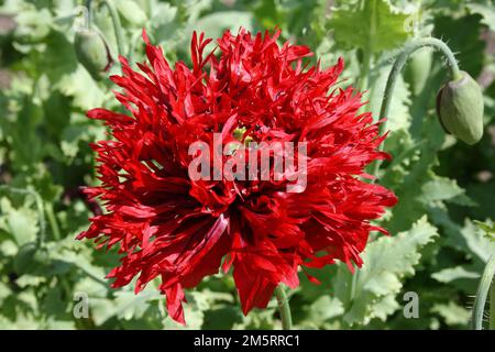 Fleur de coquelicot (Papaver laciniatum 'Crimson Feathers') Banque D'Images