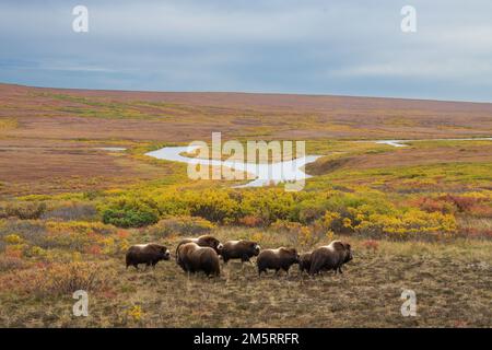 Amérique du Nord; États-Unis; Alaska; faune; boeuf musqué; Ovibos moschatus; Péninsule de Seward; automne Banque D'Images