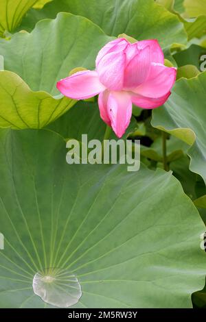Fleurs de lotus rose en fleurs dans l'étang Shinobazu à Ueno Park, Tokyo, Japon, après une journée de pluie Banque D'Images