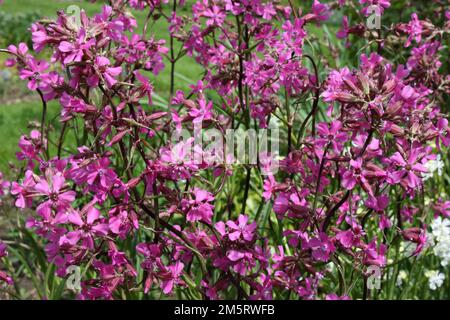 Mouche collante (Lychnis viscaria) Banque D'Images