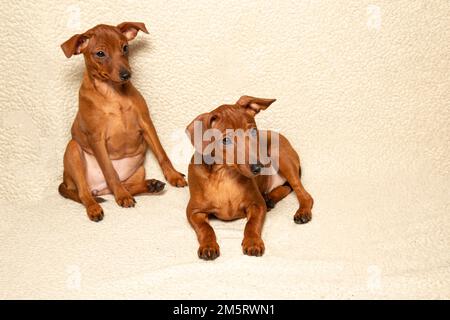 Deux petits chiens sont assis et allongé sur une couverture légère. Deux chiots sont retourrés sur un fond clair. Animaux de compagnie. Mini-broche. Banque D'Images