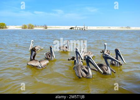 Pélican brun, Pelecanus occidentalis, floqué sur l'eau, au Mexique. Banque D'Images