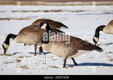 Bernaches du Canada ou Branta canadensis marchant dans la neige au parc Green Valley de Payson, en Arizona. Banque D'Images