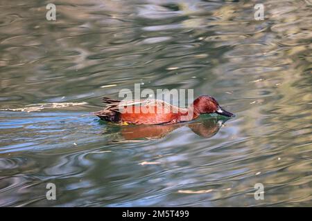 Sarcelle à la cannelle ou cyanoptera nageant dans un étang du ranch d'eau riveraine en Arizona. Banque D'Images