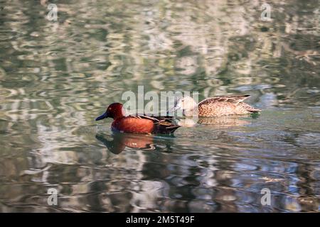 Paire de sarcelles à la cannelle ou Anas cyanoptera nageant dans un étang du ranch d'eau riveraine en Arizona. Banque D'Images