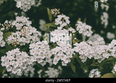 Van houtte spiraea en fleur. Photographié à l'arboretum de Budapest. Spiraea vanhouttei. Banque D'Images