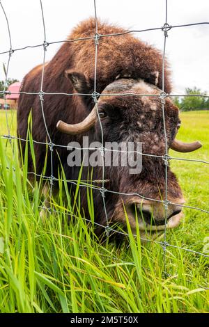 Ox musqué dans les pâturages; ferme d'Ox musqué; Palmer; Alaska; États-Unis Banque D'Images