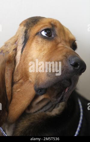 Un chien de chien donne un aspect bempé dans un portrait. Banque D'Images