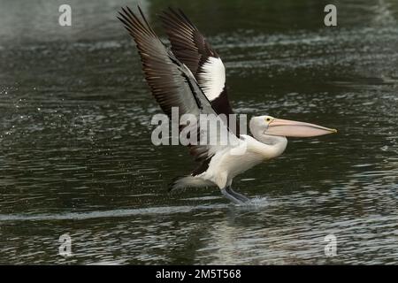 Le pélican australien (Pelecanus oscillatus ) est un oiseau d'eau très grand de la famille des Pelecanidae, répandu en Australie Banque D'Images