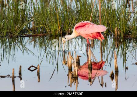 00707-01004 Roseate Spoonbill (Platalea ajaja) Viera Wetlands Comté de Brevard FL Banque D'Images