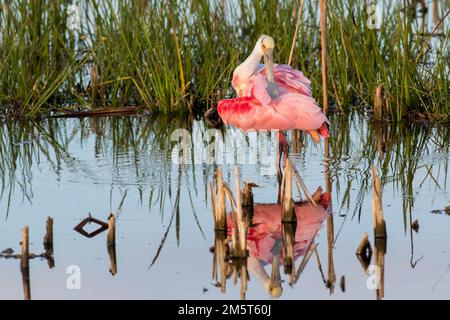 00707-01104 Roseate Spoonbill (Platalea ajaja) préentant les zones humides de Viera Comté de Brevard FL Banque D'Images