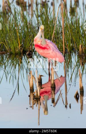 00707-01118 Roseate Spoonbill (Platalea ajaja) préentant les zones humides de Viera Comté de Brevard FL Banque D'Images