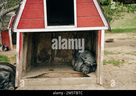 les porcs noirs ibériques dorment sur la ferme. Photo de haute qualité Banque D'Images